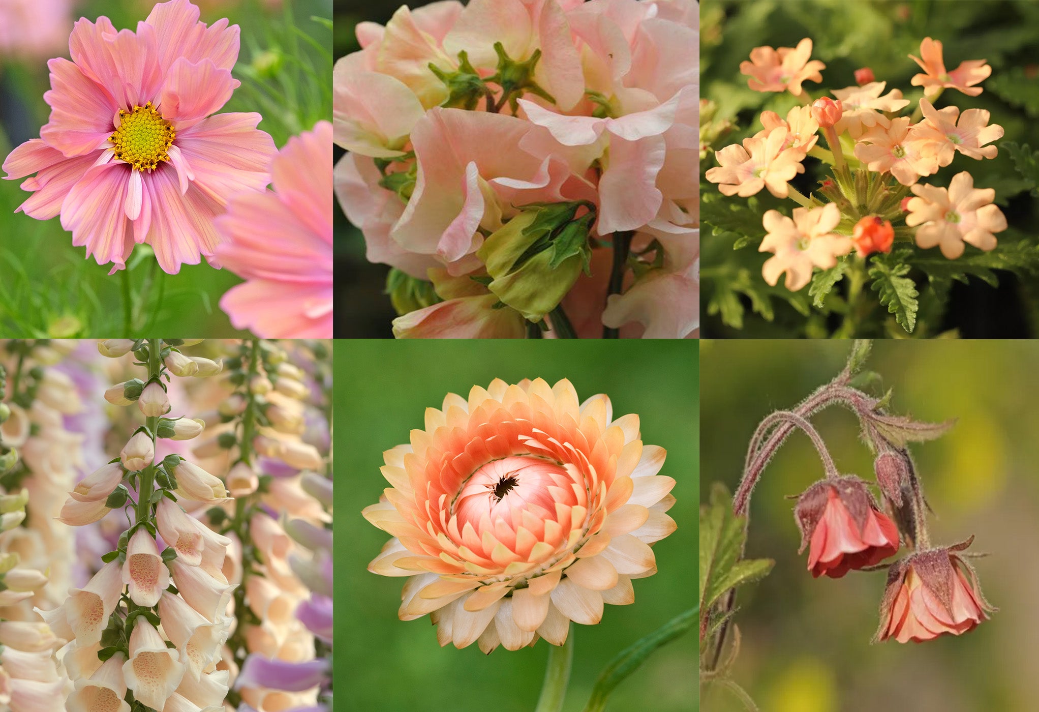 Strawflower 'Salmon Rose', Geum Rivale 'Water Avens', Cosmos 'Apricotta', Verbena 'Apricot', Foxglove 'Apricot and Sweet Pea 'Bobby's Girl'